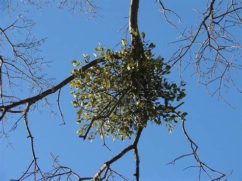 Oklahoma State Floral Emblem | Mistletoe