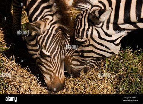 Dubbo Zoo Hi Res Stock Photography And Images Alamy