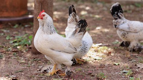 Más De 6 000 Vídeos En Hd Y 4k Gratis De Animales En La Granja Y Granja