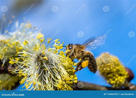 O Mellifera Dos Apis Da Abelha Do Mel Que Poliniza A Flor Amarela Da