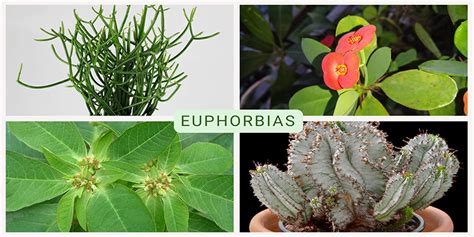 Top 10 Common Varieties of Euphorbia Plants & Euphorbia Plant Care Tips