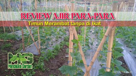 review ajir   ajir timun bisa merambat  perlu  ikat
