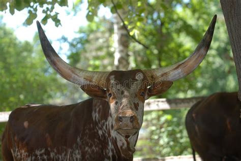 Big horns of Ox of watussi stock image. Image of brown - 25533645