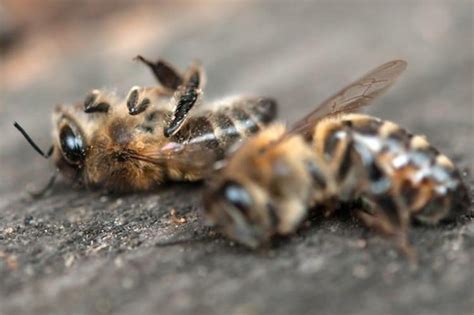 Us Beekeepers Report Second Highest Colony Loss On Record Nexus Newsfeed