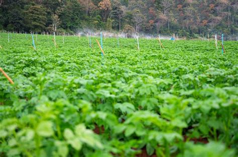 Sistema de irrigação em função de irrigação de plantas agrícolas um