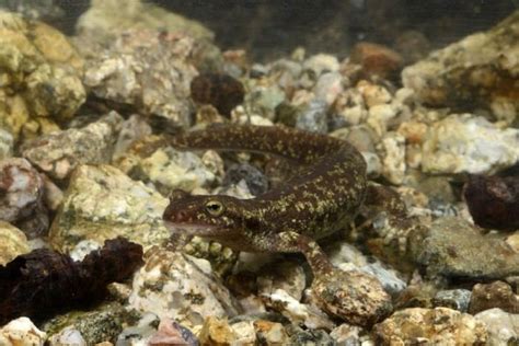 Corsican Brook Salamander Alchetron The Free Social Encyclopedia