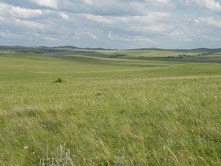 Exploring The Vastness The Largest Grasslands In The World Nature