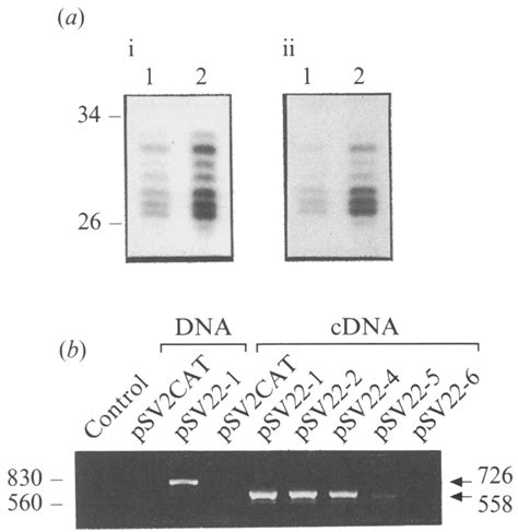 S1 Nuclease Mapping And Reverse Transcription PCR Analyses For