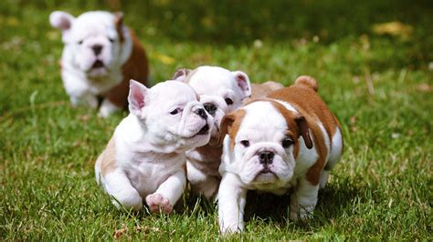 Bulldog Puppies HD Wallpapers.