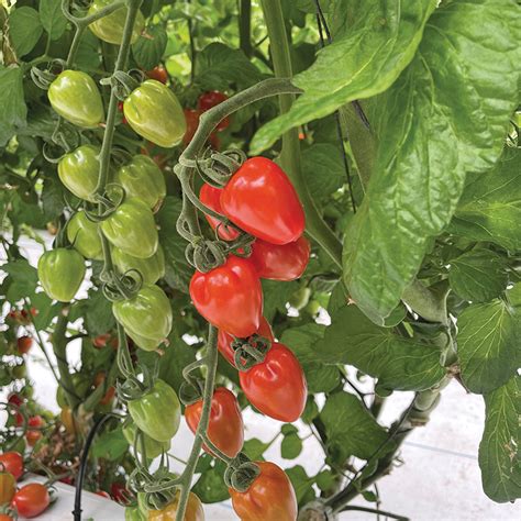 Tomato Lovertino Hybrid Hybrid Cherry Tomato Seeds Totally Tomatoes