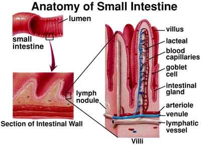 BIOLOGY BLOG, : VILLI IN SMALL INTESTINE