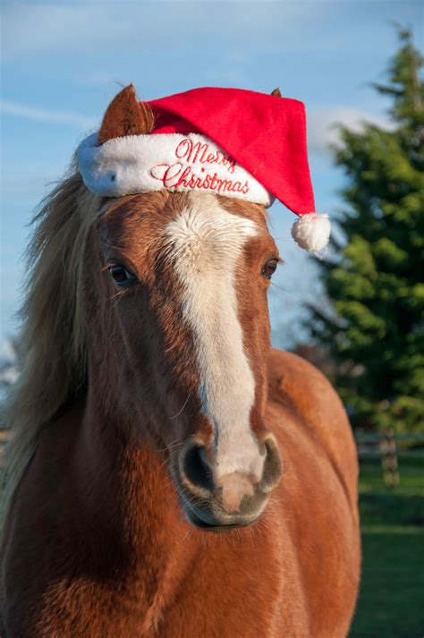 12 Perfect Horsey Christmas Ts