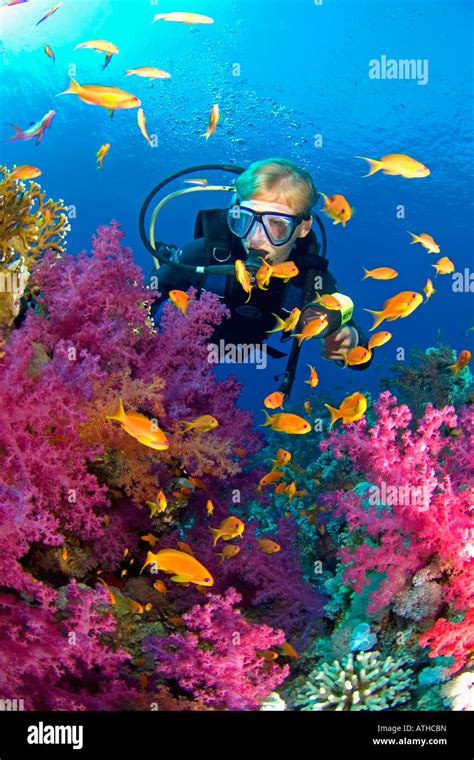 Diver In Colorful Coral Reef In The Red Sea Underwater Scuba Diving