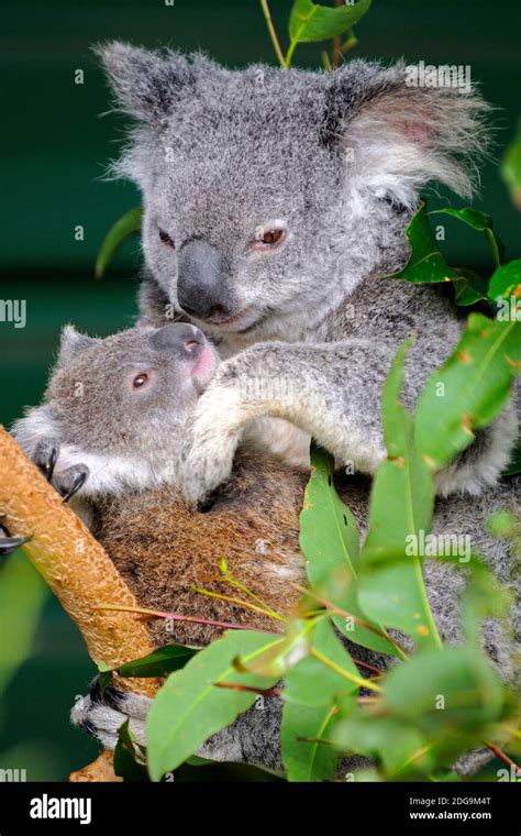 Koala Bär Phascolartus cinereus Mutter mit Jungtier Tierkinder