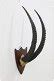 Roan Antelope Horns Mounted - May 04, 2019 | Hughes Estate Sales, Inc. in CA