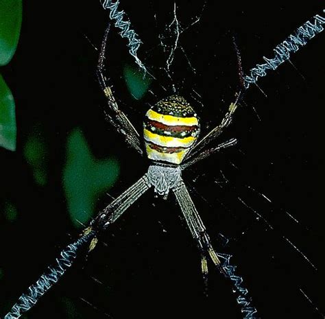 St Andrew's Cross Spider - The Australian Museum