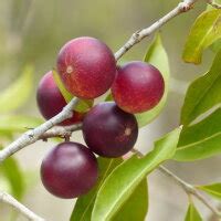 Camu Camu En Vivero Plantas Ecuador Venta En Quito Y Envios A Todo El Pais