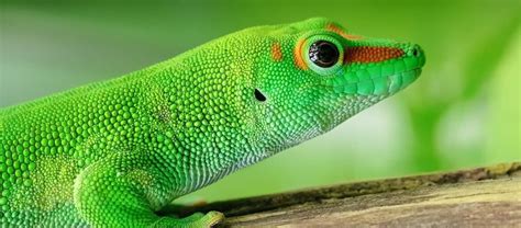 The Madagascar Day Gecko | Critter Science