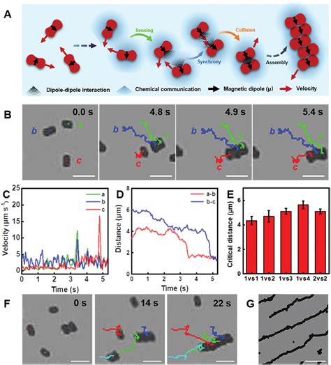 Multiple Peanutshaped Colloidal Motors Communicate A Schematic