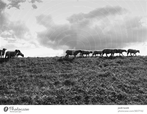 Pflegende Schafe Auf Dem Deich Ein Lizenzfreies Stock Foto Von Photocase