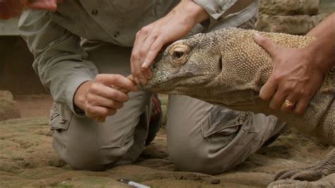 Are Crocodiles Immune to Komodo Dragon Venom? - Survival of the Fittest