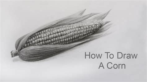 How To Draw A Corn Step By Step: Pencil Sketch Corn Drawing | Corn ...