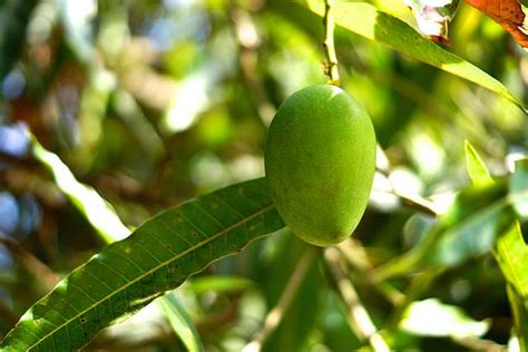 wild mango stock  pictures royalty  images istock