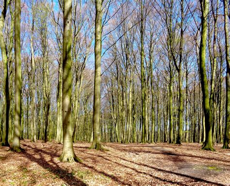 Bosque Reserva Árboles Foto Gratis En Pixabay Pixabay