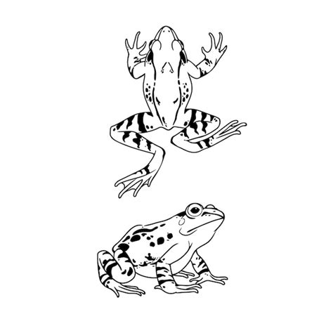 Premium Vector A Simple Drawing Of A Pair Of Spotted Frogs