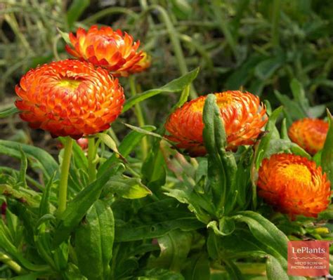 Гелихризум (Helichrysum) — описание, выращивание, фото | на LePlants.ru