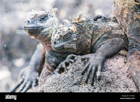 Marine Iguana Amblyrhynchus Cristatus Mertensi Sombrero Chino Island