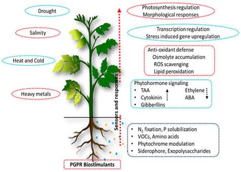 Sustainability Free Full Text Bacterial Plant Biostimulants A