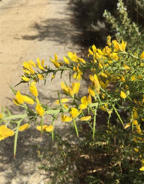 Улекс мелкоцветковый (Ulex parviflorus) - PictureThis