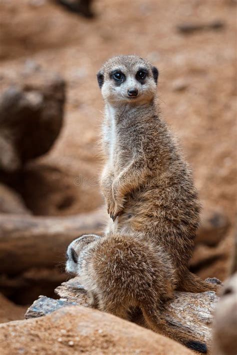 Uma Fotografia Vertical De Um Meerkat Fofo Sentado Sobre Uma Pe A De