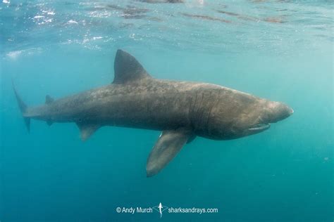 Basking Shark - Cetorhinus maximus