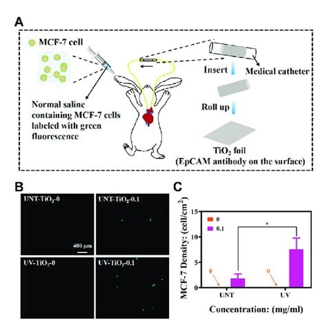 A Schematic Diagram Of In Vivo Mcf 7 Cell Capture Using New Zealand Download Scientific