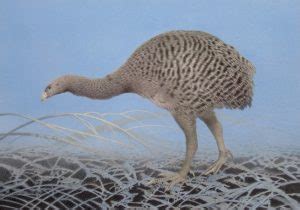 Moa Facts, Habitat, Diet, Fossils, Pictures