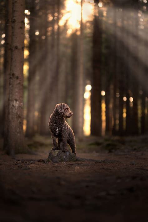 Here Are 22 Of My Favorite Photos Of Dogs I Took During Autumn (New ...