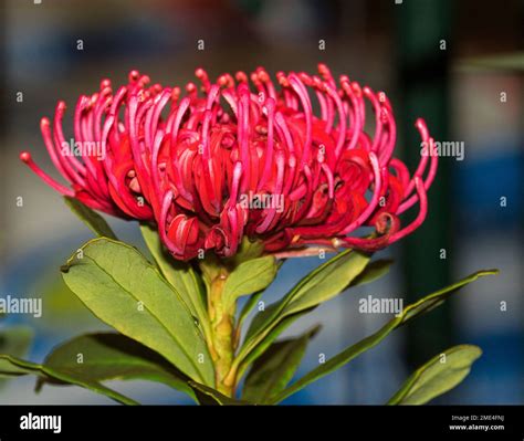 Vivid Red Flower And Green Leaves Of Australian Native Shrubtelopea