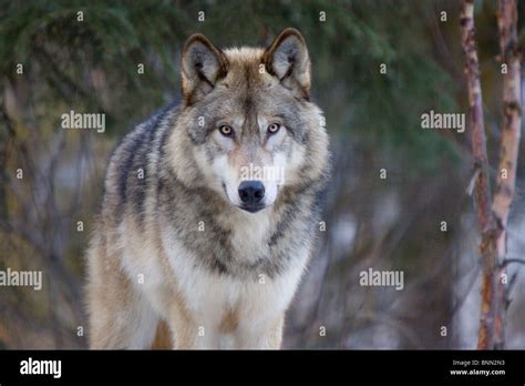 Captive Alaska Wolf At The Alaska Wildlife Conservation Center In