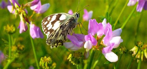 Вязель разноцветный(пестрый): фото, описание и применение