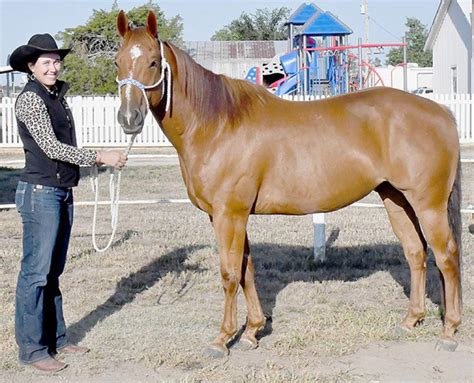 Brown County Fair Horse Show | Ainsworth Star-Journal