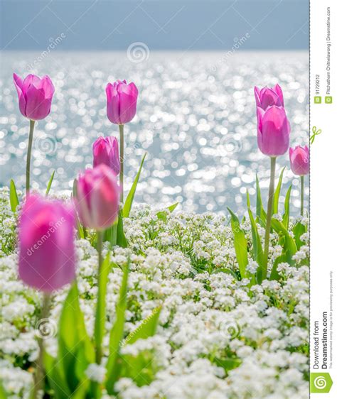 Tulips Side Of Lake Lugano Switzerland Stock Photo Image Of Tulip