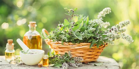 Plantas Medicinales Para Dolores Musculares Y Articulares