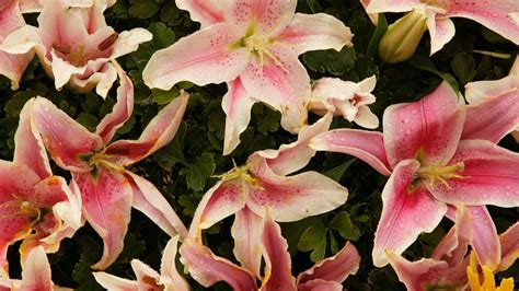 Download Wallpaper 1920x1080 Lilies Flowers Stamens Petals Close Up