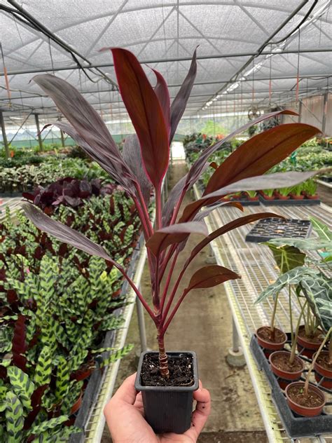 Cordyline 'Calypso Queen' — House Plant Wholesale
