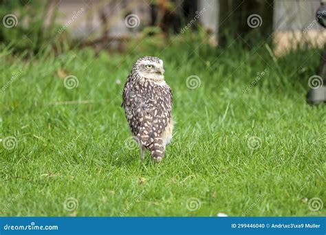 The Burrowing Owl Athene Cunicularia Also Called The Shoco During