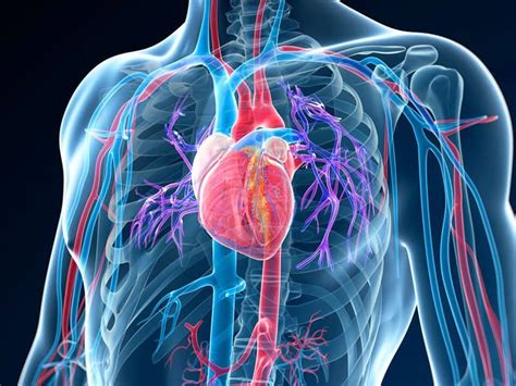 What Does a Heart CT Scan Detect?