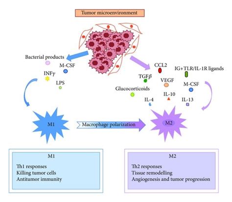 The phenotypic polarization of macrophages in the tumor... | Download ...