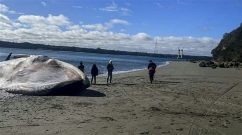 Chili : Une baleine bleue s'échoue sur une plage | Mosaique FM